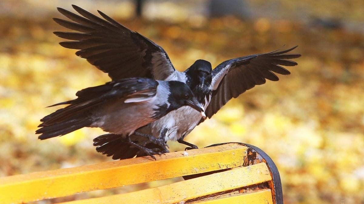 У вівторок вітер в Україні вщухне, але стане ще холодніше