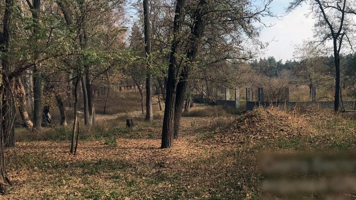 На Запоріжжі посадовці сільради незаконно присвоїли 25 гектарів лісу