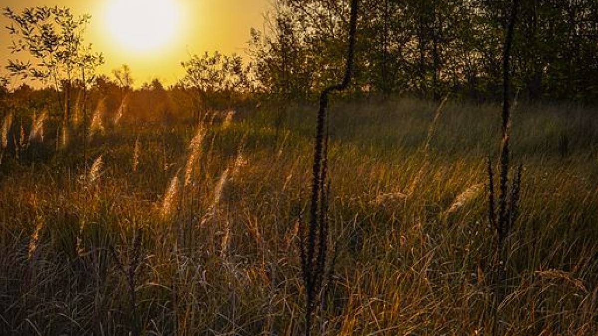 Якою буде погода в Запоріжжі в перші дні тижня – прогноз синоптиків