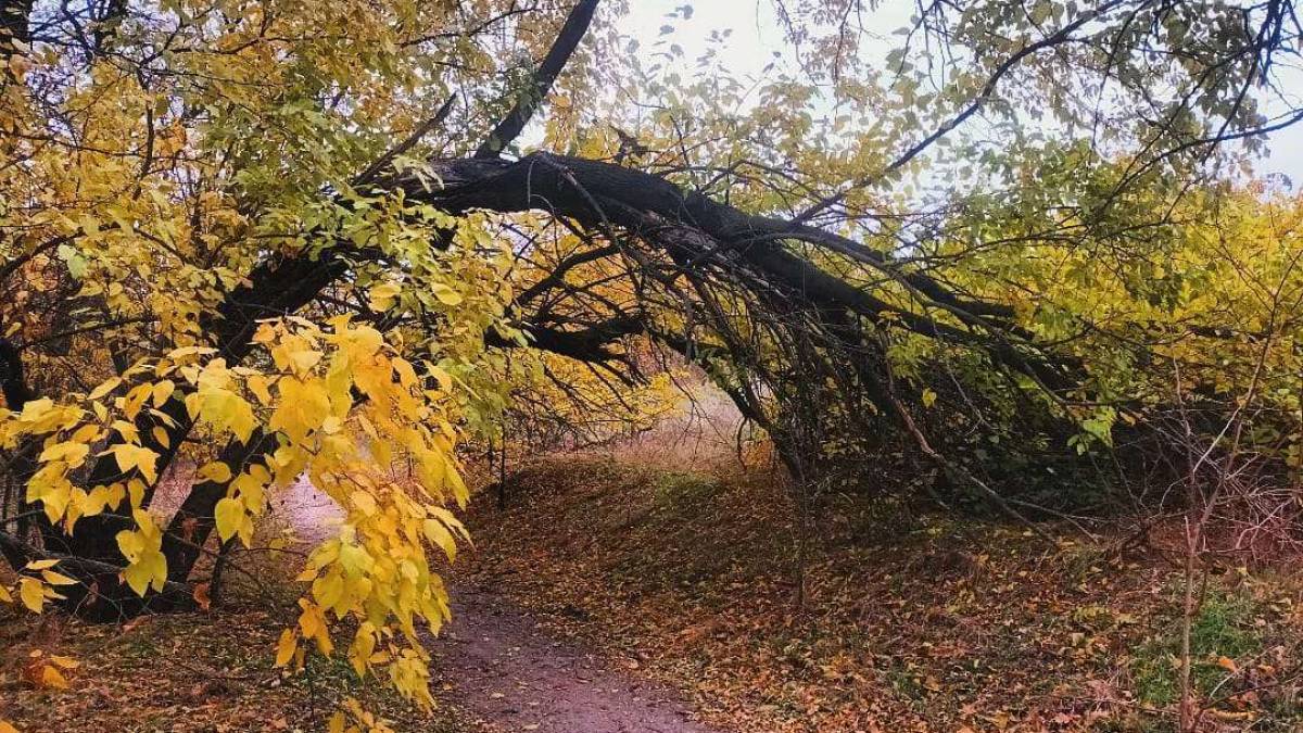 Якою буде погода в Запоріжжі в перші дні тижня – прогноз синоптиків