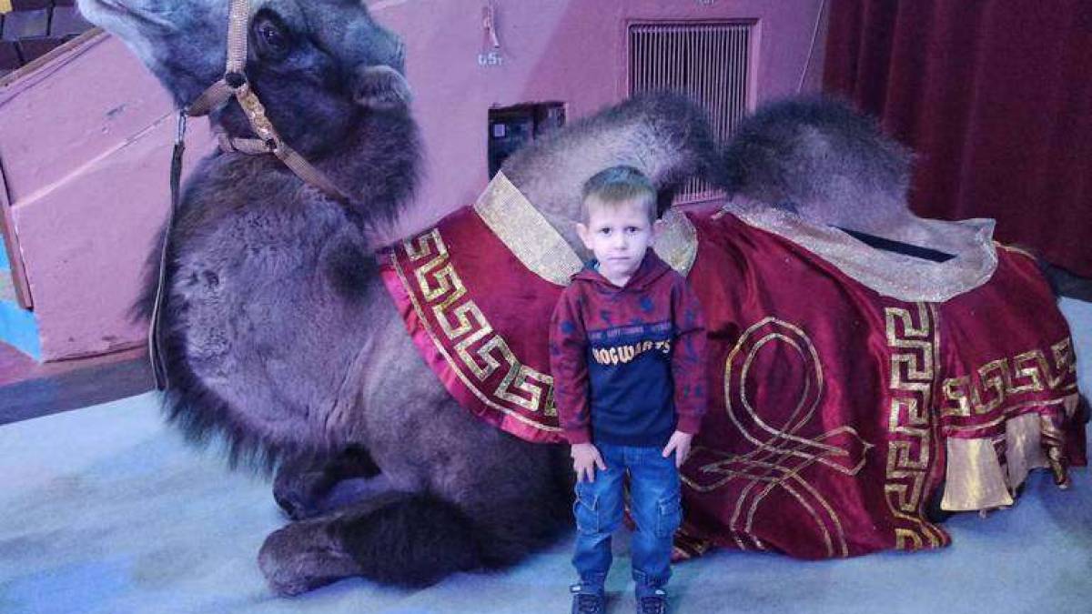 Тореадор проти дракона і афганські вівці на додаток