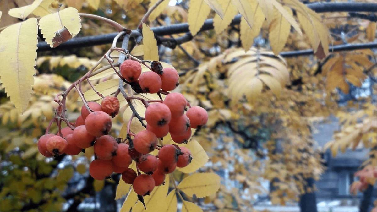 Якою буде погода в Запоріжжі в перші дні тижня – прогноз синоптиків
