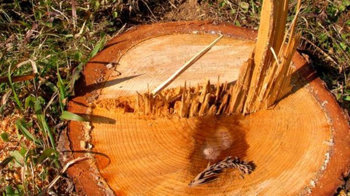 Запорізькі екологи зафіксували факт незаконої вирубки дерев