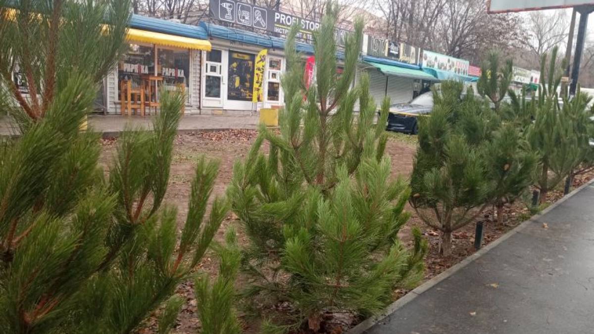 Скільки в Запоріжжі коштують новорічні лісові красуні