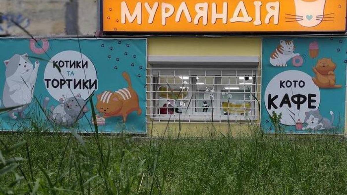 У Запоріжжі закривається перше в місті котокафе