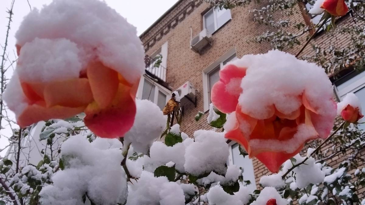 Одного разу в Запоріжжя прийшла квітуча зима (фотоспогад)