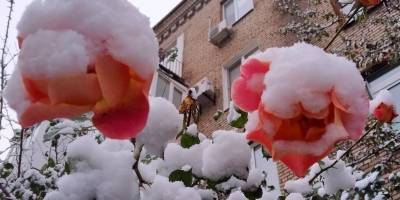 Одного разу в Запоріжжя прийшла квітуча зима (фотоспогад)