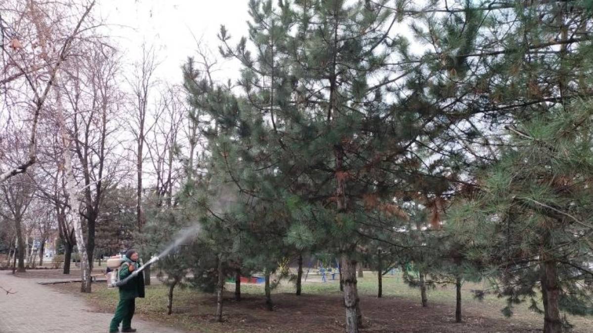 У Запоріжжі проводять антивандальну обробку хвойних насаджень