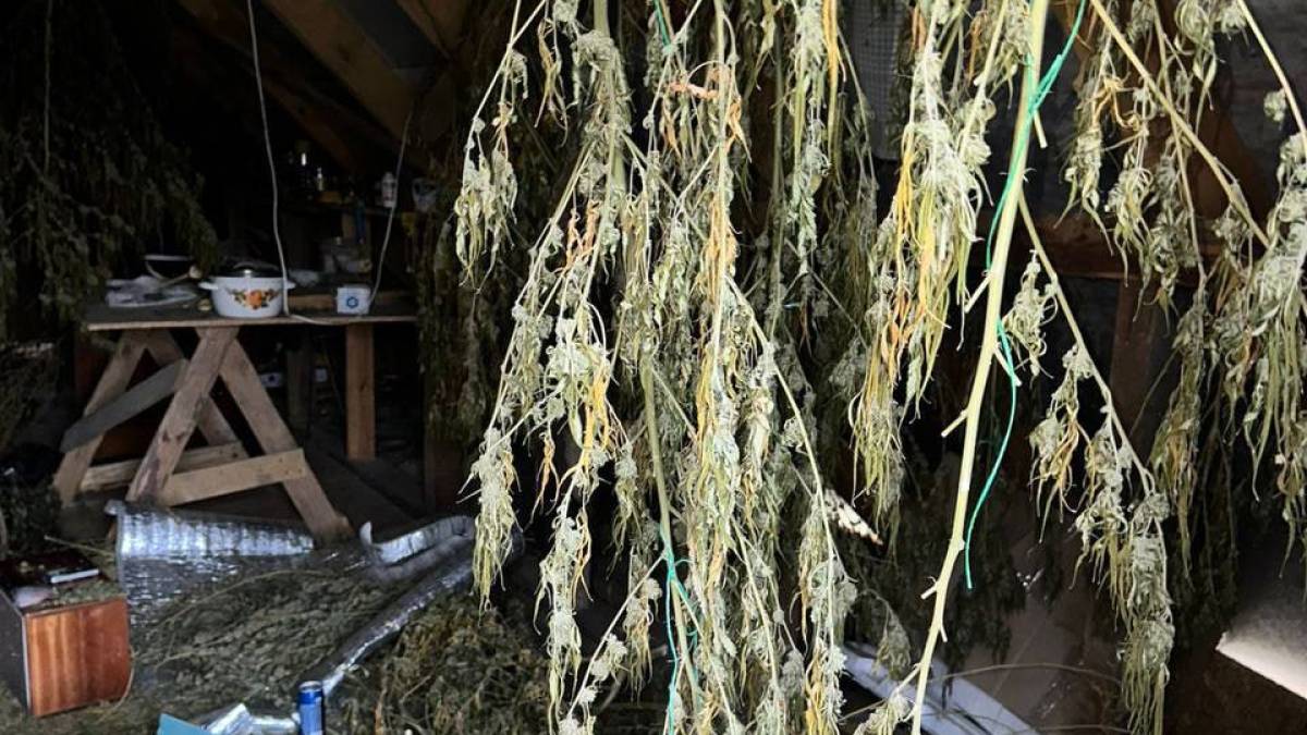 Мешканець Запоріжжя виростив на дачі рекордний врожай конопель – фото, відео