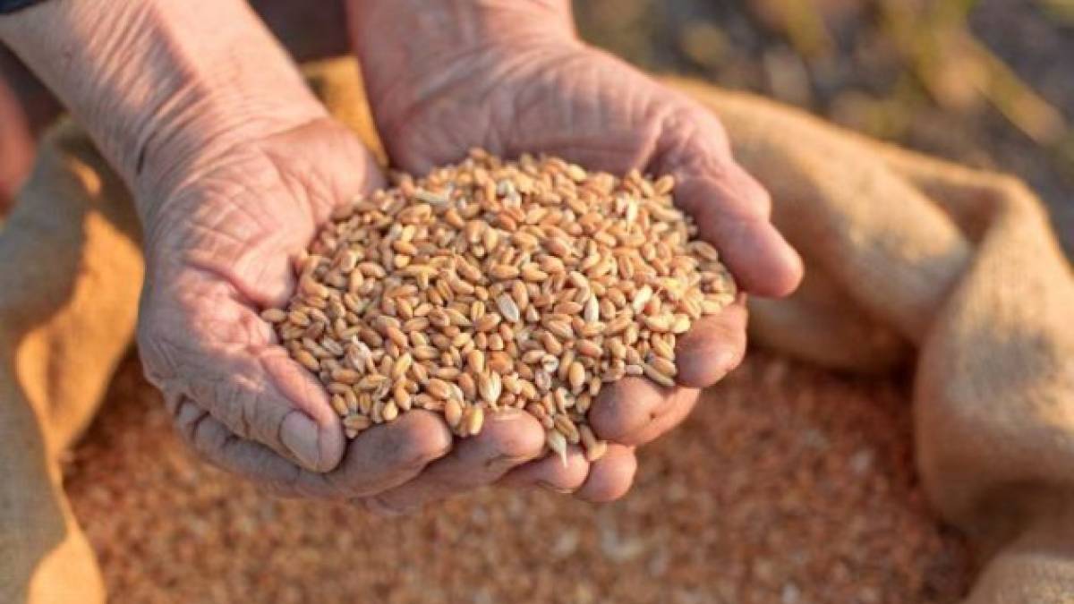 Україна експортувала понад 21,5 мільйона тонн зернових