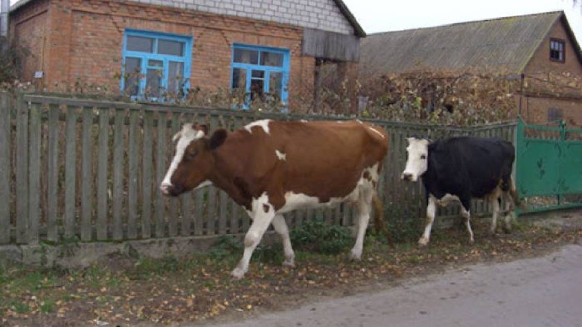 Корова у дворі, то і харч на столі