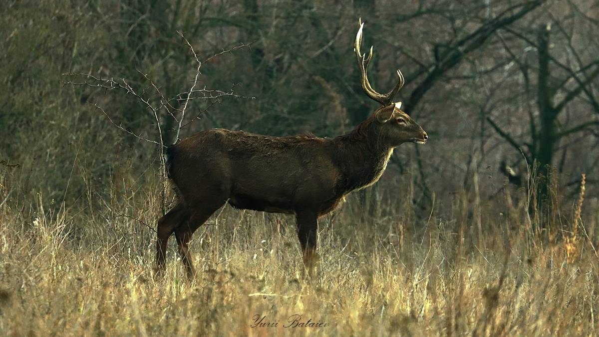 Перша зустріч у новому році: олені на Хортиці