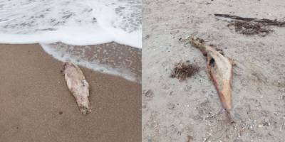 На бердянське узбережжя море почало викидати мертвих дельфінів та молюсків