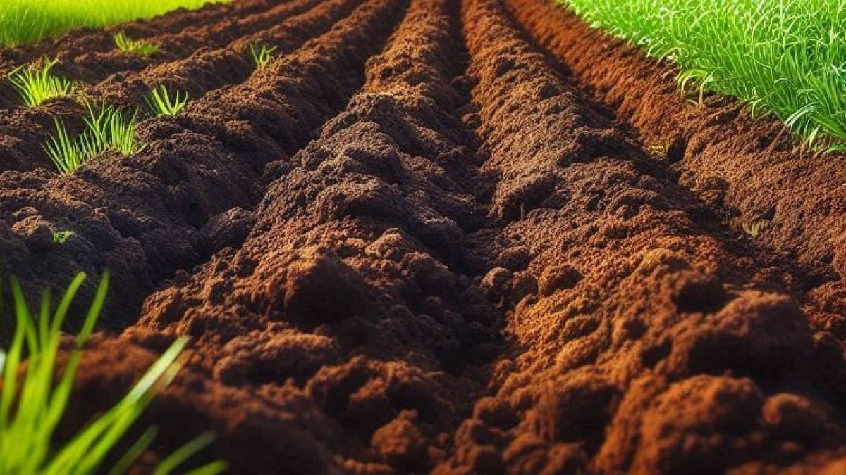 На Запоріжжі невідомі незаконно користувалися земельною ділянкою