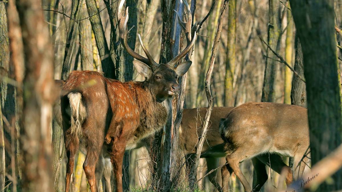 На початку нового року фотограф на Хортиці назнімкував родину оленів
