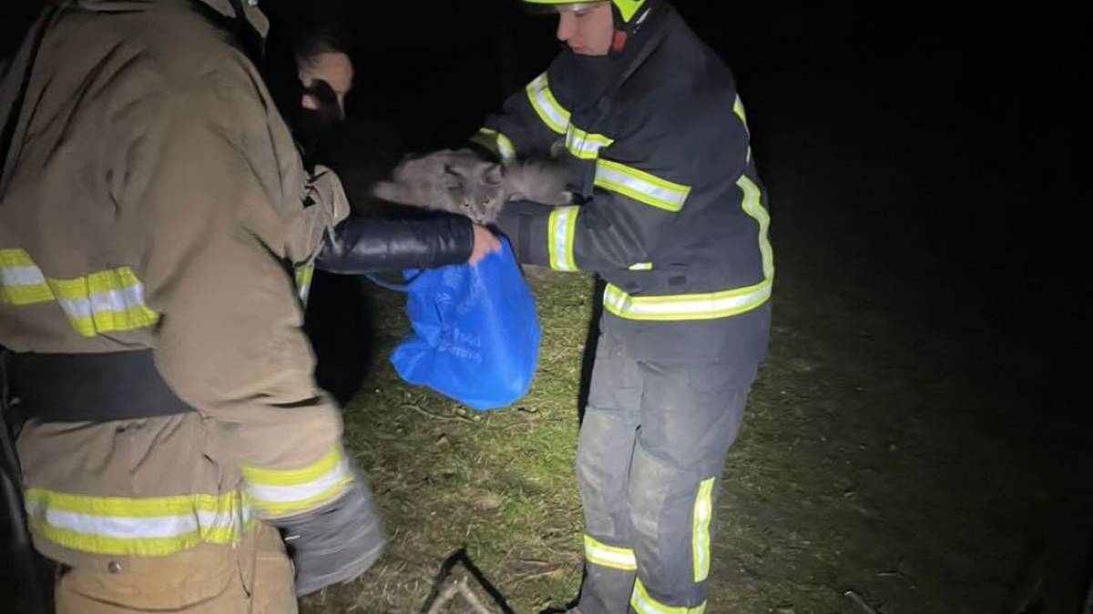 У Запоріжжі врятували кота, який впав із восьмого поверху