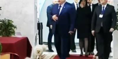 Пес Лукашенка надзюрив на дільницю, де голосував господар, і порушив закон