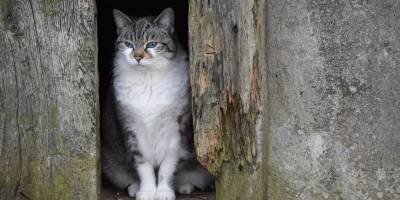 Лютневе похолодання: коли його чекати, розповів синоптик