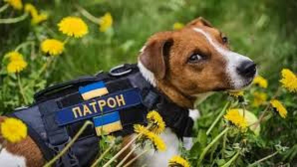 Пес Патрон «подякував» USAID за допомогу