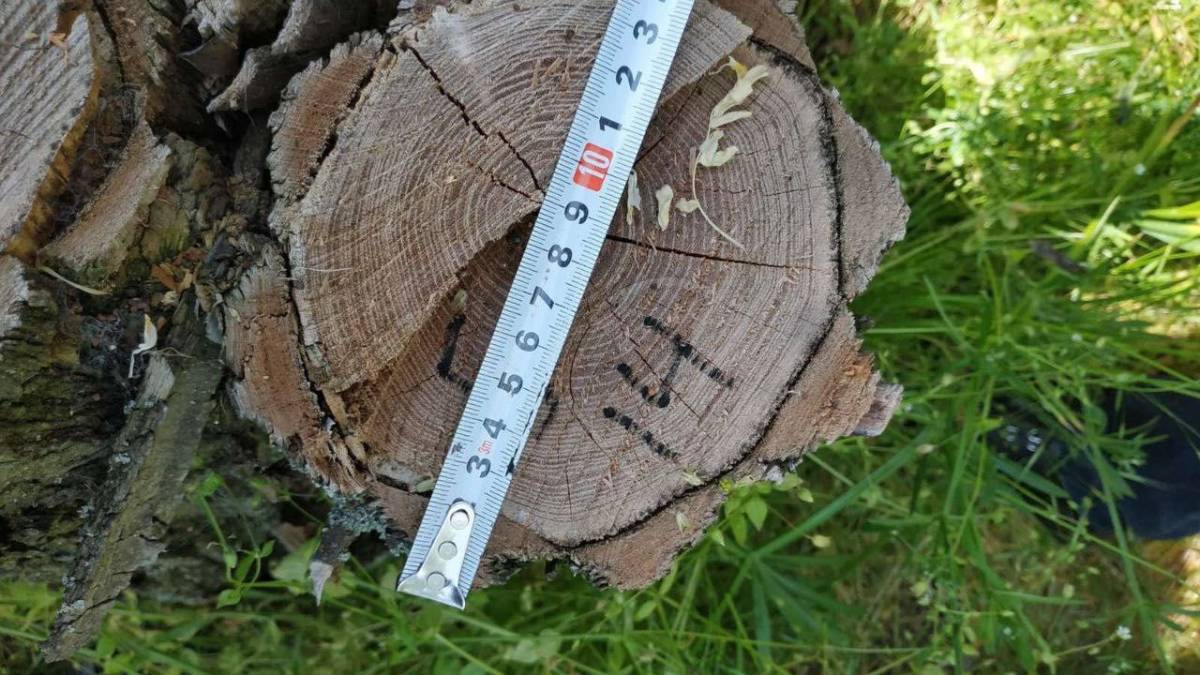 У Запоріжжі судитимуть керівників лісгоспу, які допустили вирубку 450 дерев