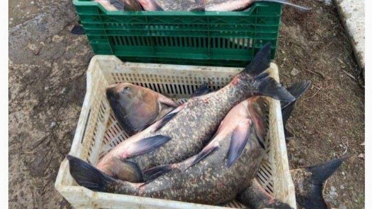 У Запоріжжі перевірили законність продажу риби