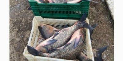 У Запоріжжі перевірили законність продажу риби