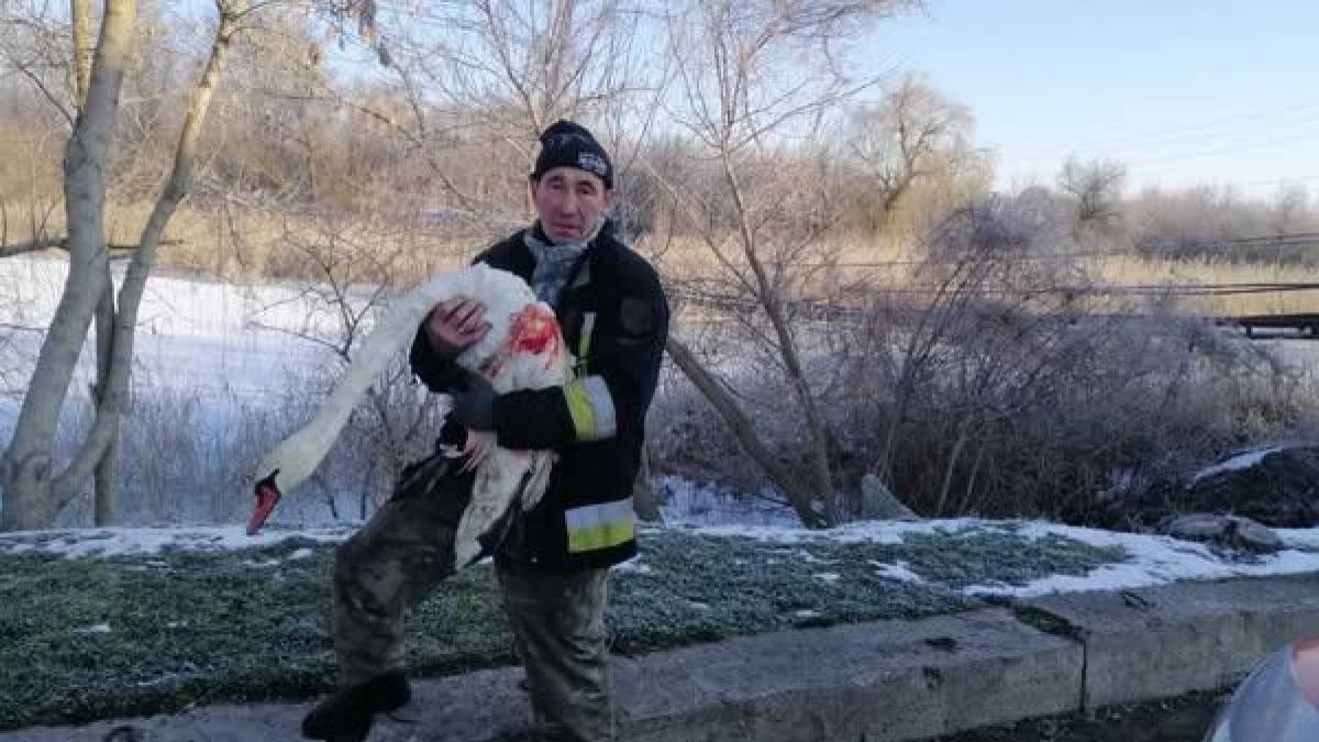 У громаді на Запоріжжі врятували лебедя