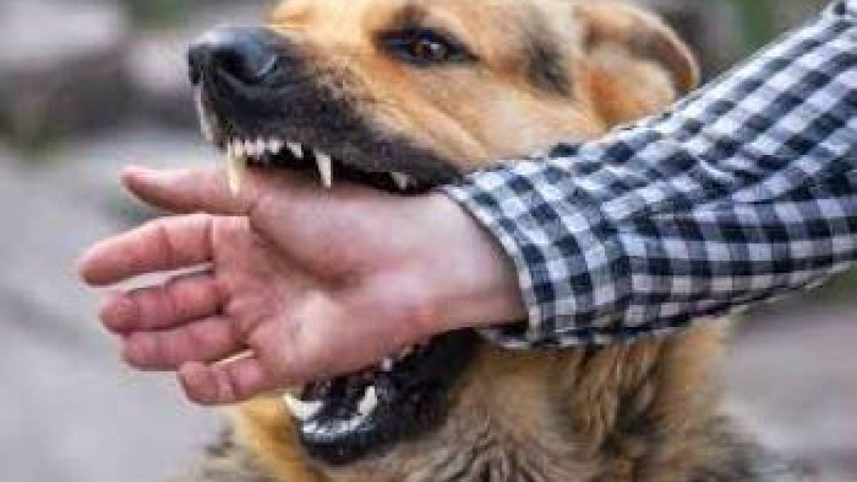 У Запоріжжі погіршилася ситуація щодо сказу