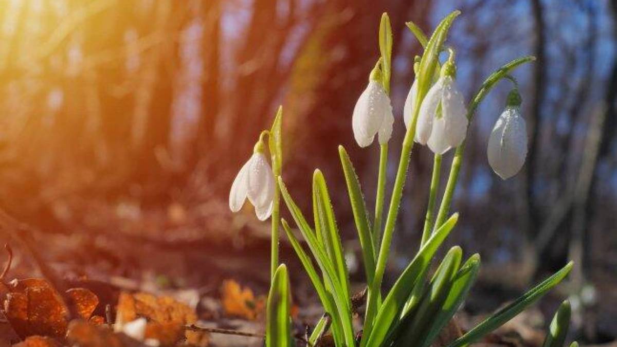 В Україні завтра без опадів, удень – до 17° тепла