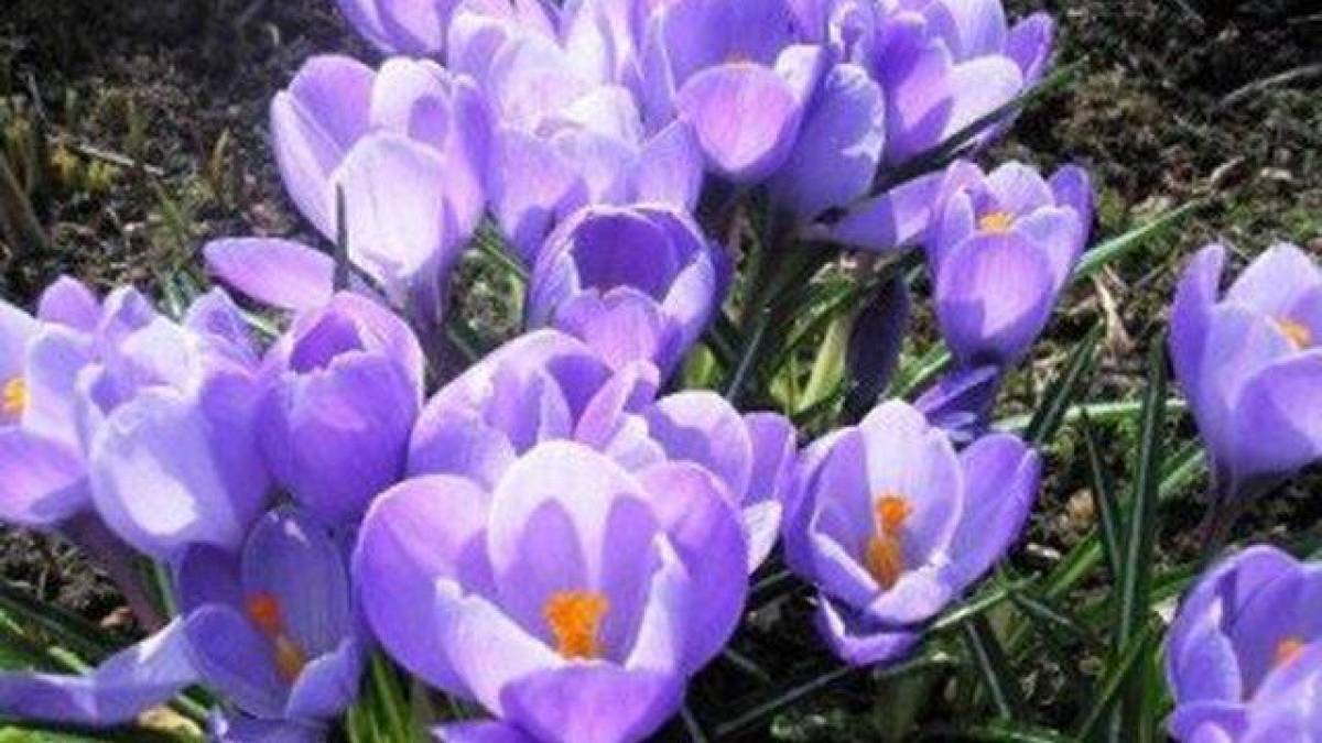 Найближчі дні в Україні будуть дуже теплими і без опадів, місцями туман — Укргідрометцентр