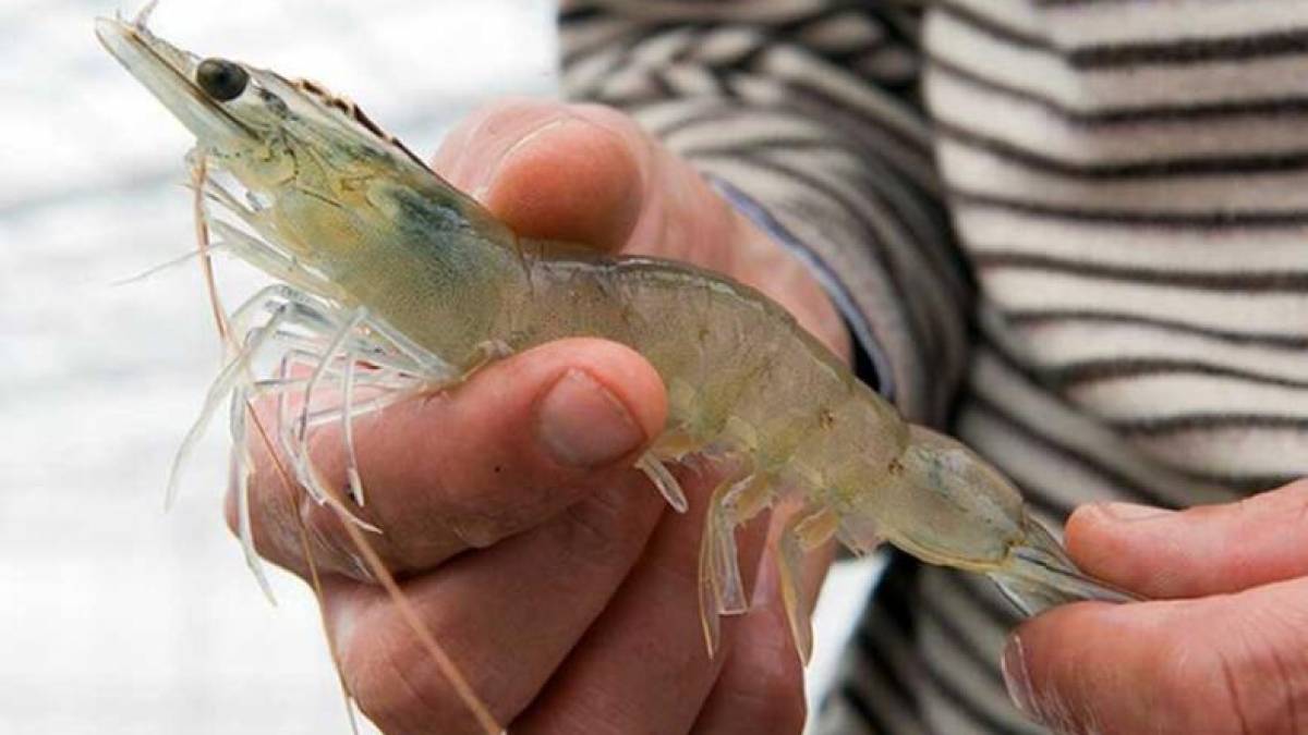 На Київщині встановили незвичайний креветковий рекорд