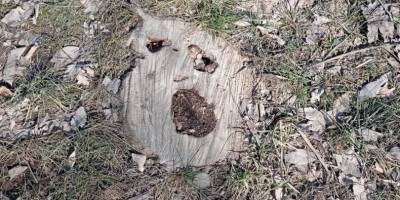 Крик пня та інші твори природи на березі Дніпра