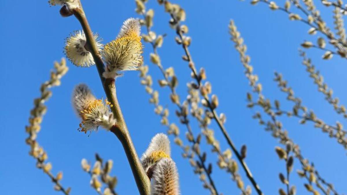Якою буде погода на вихідні у Запоріжжі та області: прогноз синоптиків
