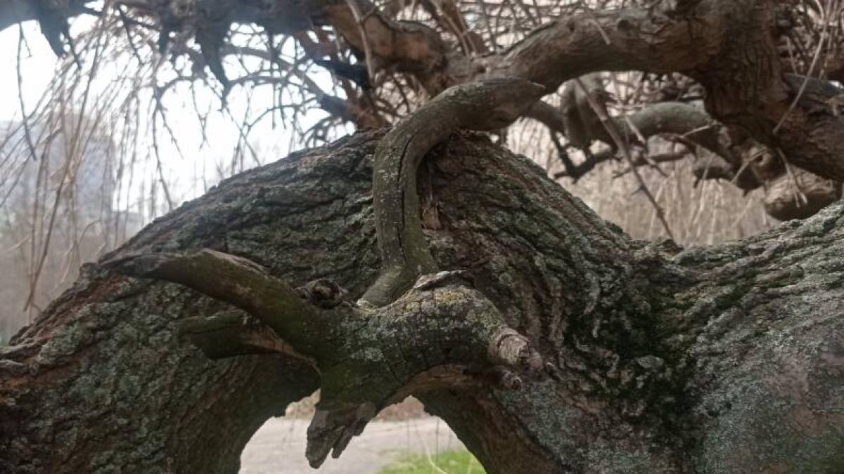 Дерев’яна скульптура від природи у співавторстві із людиною: галерея мимоволі