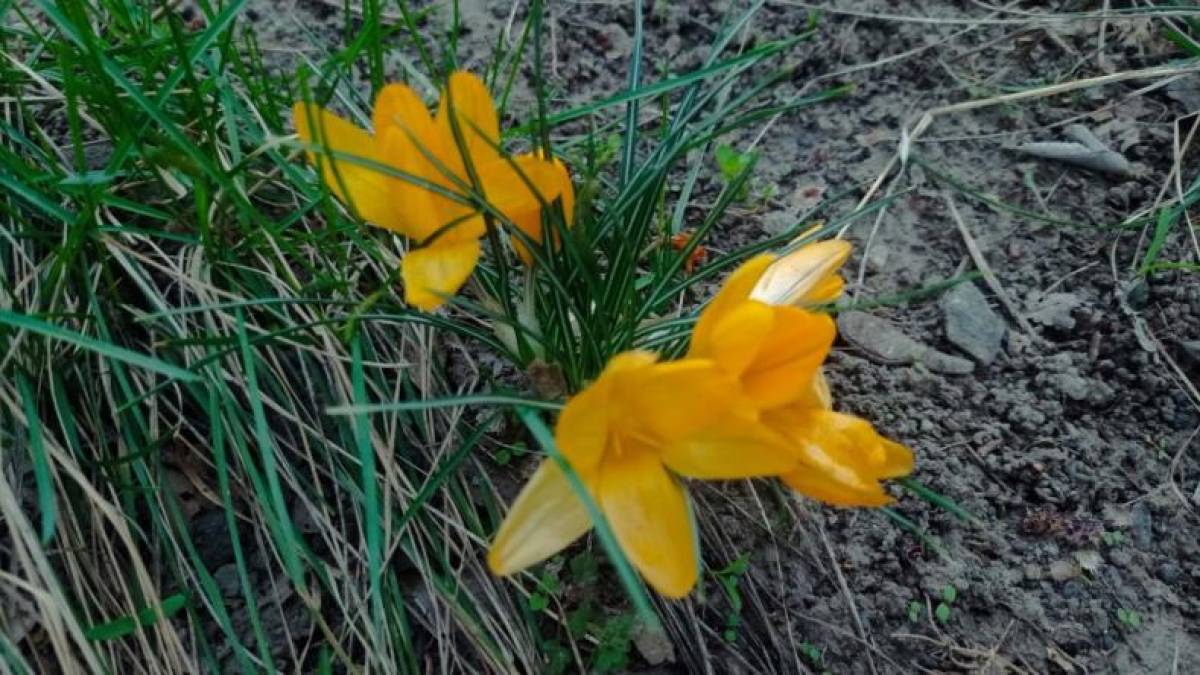 З шафрану на запорізьких вулицях чай не заварити…
