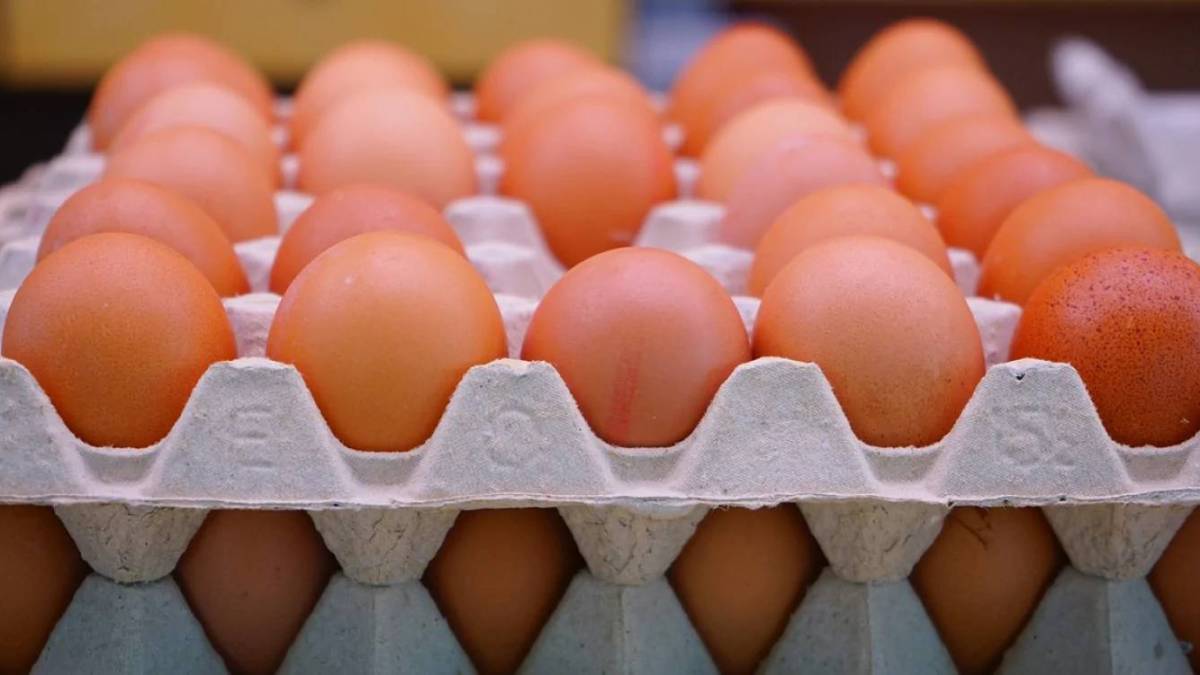 В Україні зміняться ціни на яйця, – Всеукраїнська аграрна рада