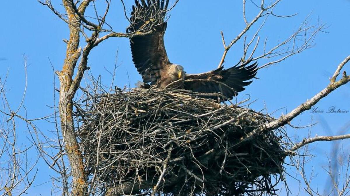 На острові Хортиця орлан-білохвіст збудував гніздо