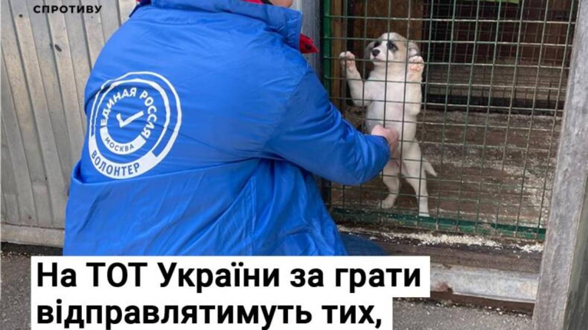 На ТОТ України за ґрати відправлятимуть тих, хто підгодовує бездомних тварин