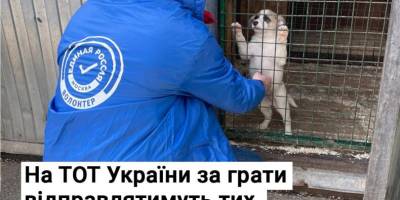 На ТОТ України за ґрати відправлятимуть тих, хто підгодовує бездомних тварин