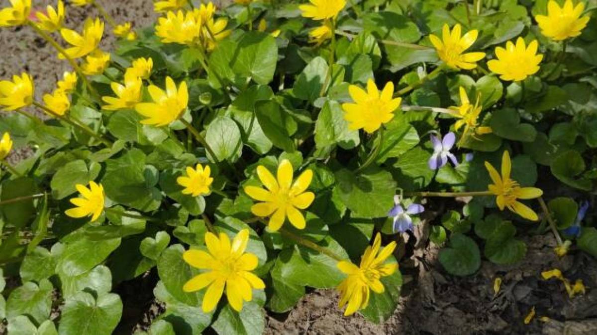 Якою буде погода в Запоріжжі в перші дні тижня – прогноз синоптиків