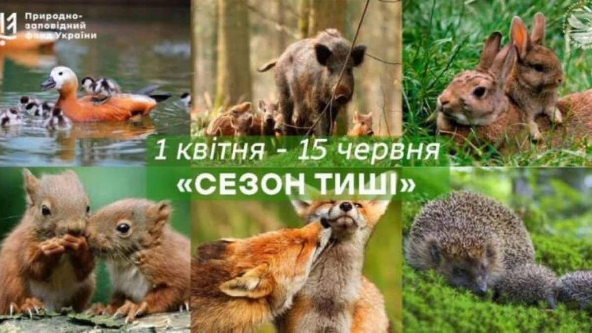 «Сезон тиші» в Україні: коли стартує та чому важливо берегти спокій природи