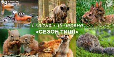 «Сезон тиші» в Україні: коли стартує та чому важливо берегти спокій природи