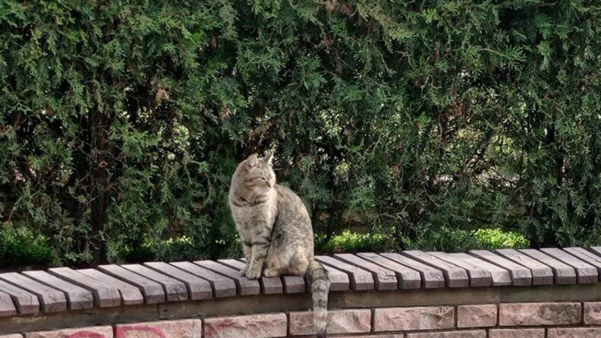 Котячі історії запорізьких дворів та книгарень