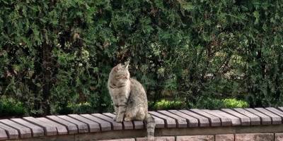 Котячі історії запорізьких дворів та книгарень