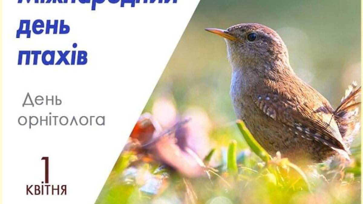 1 квітня – Міжнародний день птахів або День орнітолога