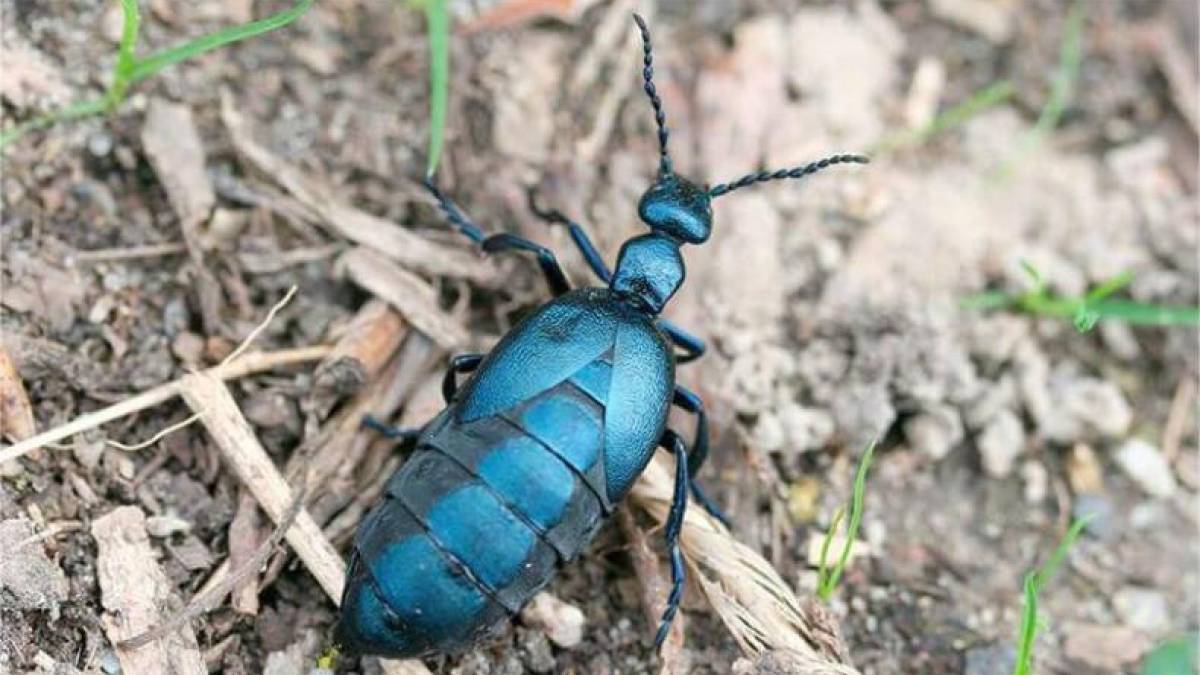У Запоріжжі помітили рідкісного, але дуже отруйного жука