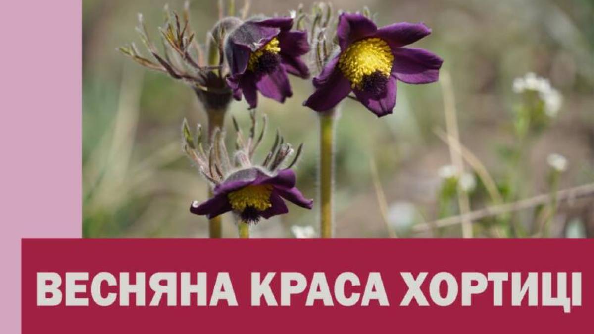 Хортиця в парфумерії весни: квіти, що лікують душу і дарує радість!
