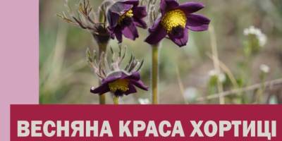 Хортиця в парфумерії весни: квіти, що лікують душу і дарує радість!