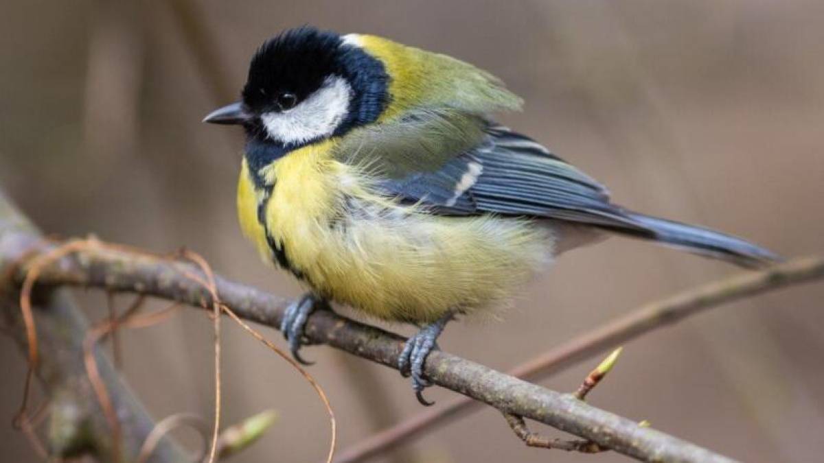 У середу, 9 квітня, в Україні ще холодно, можливі дощі та мокрий сніг