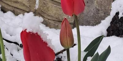 Сніг на квітах сакури, на магноліях та тюльпанах – і на художніх творах